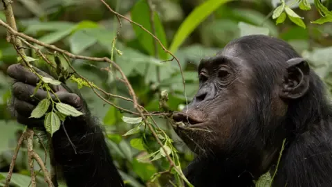 Wild Chimps Ingesting an Amount Equal of an Alcoholic Beverage Each Day from Ripe Produce, Study Shows